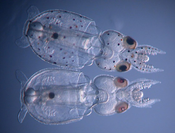 لأول مرة بالتاريخ.. علماء يحولون جسد حيوان إلى شفاف بالكامل! صور صورة رقم 4