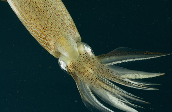 لأول مرة بالتاريخ.. علماء يحولون جسد حيوان إلى شفاف بالكامل! صور صورة رقم 9