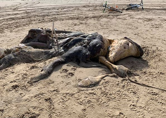 العثور على مخلوق غامض بشكل غريب طوله 15 قدما في بريطانيا صورة رقم 1