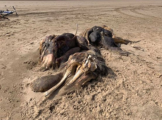 العثور على مخلوق غامض بشكل غريب طوله 15 قدما في بريطانيا صورة رقم 2