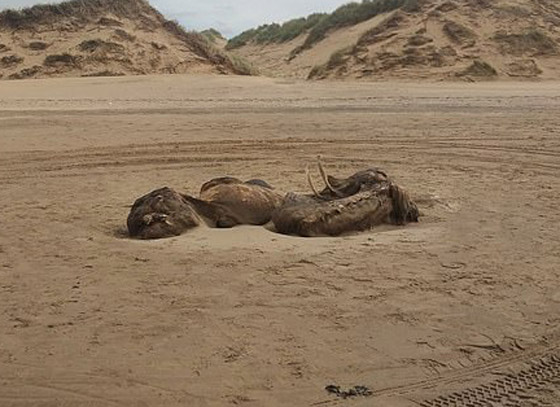 العثور على مخلوق غامض بشكل غريب طوله 15 قدما في بريطانيا صورة رقم 3