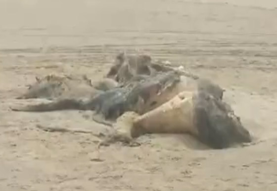 العثور على مخلوق غامض بشكل غريب طوله 15 قدما في بريطانيا صورة رقم 4