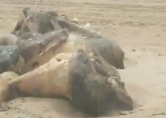 العثور على مخلوق غامض بشكل غريب طوله 15 قدما في بريطانيا صورة رقم 5