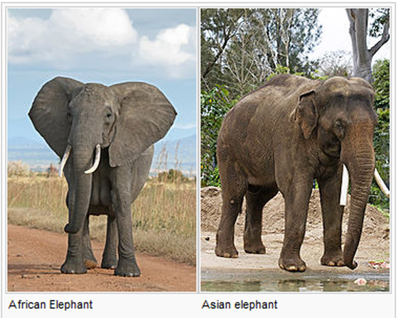 بعضها تبقى منه بضع عشرات فقط.. 8 حيوانات على وشك الانقراض من العالم صورة رقم 4