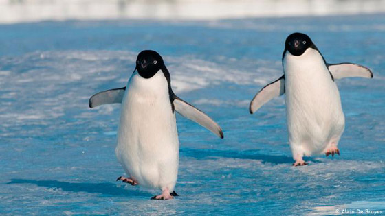 بعضها تبقى منه بضع عشرات فقط.. 8 حيوانات على وشك الانقراض من العالم صورة رقم 8