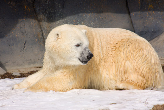 بعضها تبقى منه بضع عشرات فقط.. 8 حيوانات على وشك الانقراض من العالم صورة رقم 7