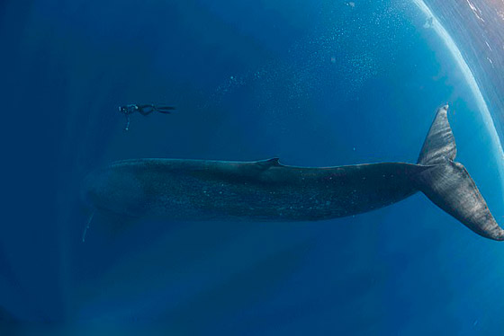 غواص يخاطر بحياته لالتقاط صورة بعمق المحيط مع حوت أزرق عملاق! صورة رقم 2