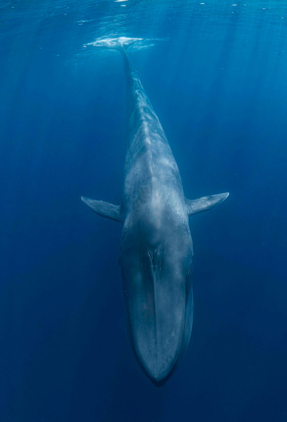 غواص يخاطر بحياته لالتقاط صورة بعمق المحيط مع حوت أزرق عملاق! صورة رقم 3