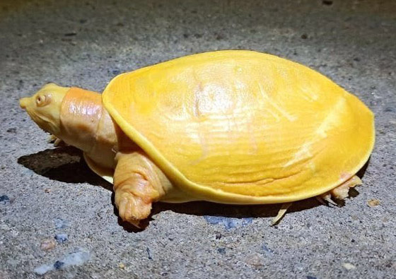 صور مدهشة.. العثور على سلحفاة صفراء نادرة في الهند صورة رقم 1