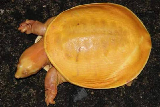 صور مدهشة.. العثور على سلحفاة صفراء نادرة في الهند صورة رقم 2