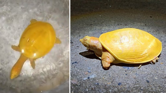 صور مدهشة.. العثور على سلحفاة صفراء نادرة في الهند صورة رقم 3