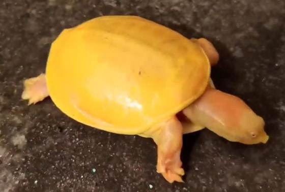 صور مدهشة.. العثور على سلحفاة صفراء نادرة في الهند صورة رقم 4