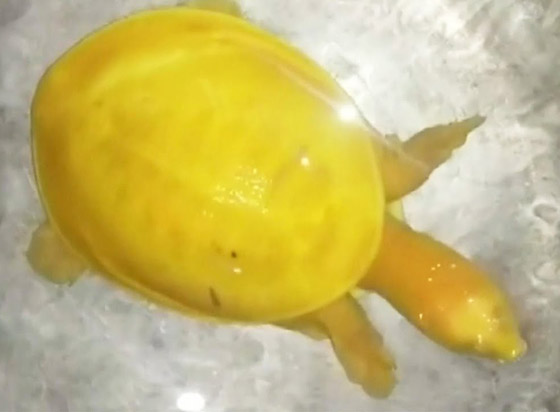 صور مدهشة.. العثور على سلحفاة صفراء نادرة في الهند صورة رقم 5