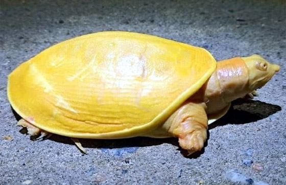 صور مدهشة.. العثور على سلحفاة صفراء نادرة في الهند صورة رقم 7