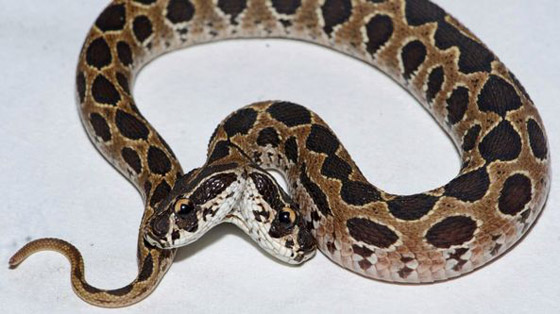 العثور على أفعى سامة نادرة برأسين أثارت الرعب في الهند! فيديو صورة رقم 2