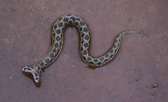 العثور على أفعى سامة نادرة برأسين أثارت الرعب في الهند! فيديو صورة رقم 4