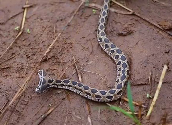 العثور على أفعى سامة نادرة برأسين أثارت الرعب في الهند! فيديو صورة رقم 5