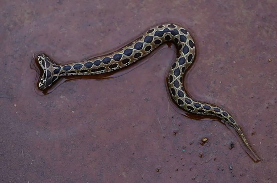 العثور على أفعى سامة نادرة برأسين أثارت الرعب في الهند! فيديو صورة رقم 6