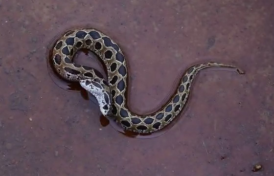 العثور على أفعى سامة نادرة برأسين أثارت الرعب في الهند! فيديو صورة رقم 7