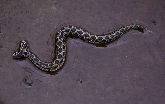 العثور على أفعى سامة نادرة برأسين أثارت الرعب في الهند! فيديو صورة رقم 8