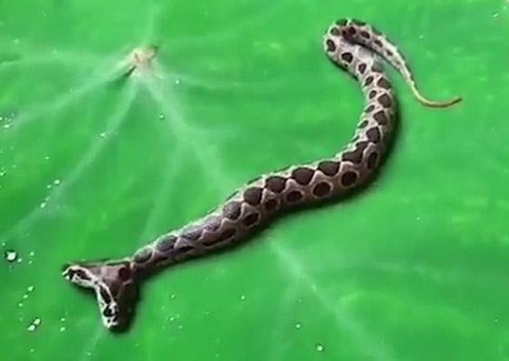 العثور على أفعى سامة نادرة برأسين أثارت الرعب في الهند! فيديو صورة رقم 9