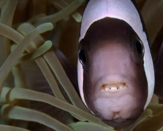 مصاص الدماء المتخفي.. اكتشاف حيوان مرعب يتغذى على اللسان (صور) صورة رقم 6