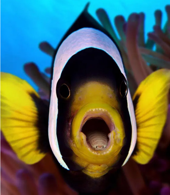 مصاص الدماء المتخفي.. اكتشاف حيوان مرعب يتغذى على اللسان (صور) صورة رقم 1