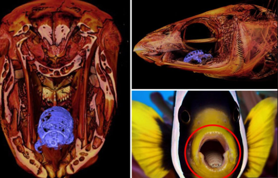 مصاص الدماء المتخفي.. اكتشاف حيوان مرعب يتغذى على اللسان (صور) صورة رقم 7