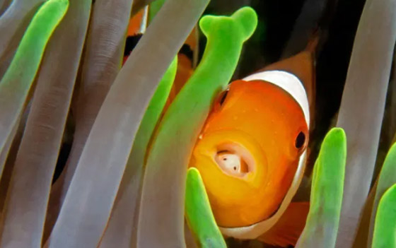 مصاص الدماء المتخفي.. اكتشاف حيوان مرعب يتغذى على اللسان (صور) صورة رقم 5