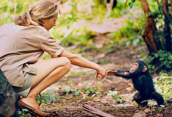 جين غودال (سيدة الشمبانزي): العالمة الرائدة التي غيرت فهمنا للشمبانزي صورة رقم 3