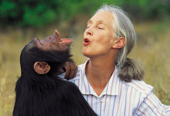 جين غودال (سيدة الشمبانزي): العالمة الرائدة التي غيرت فهمنا للشمبانزي صورة رقم 2