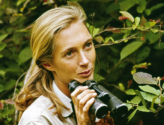 جين غودال (سيدة الشمبانزي): العالمة الرائدة التي غيرت فهمنا للشمبانزي صورة رقم 7