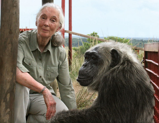 جين غودال (سيدة الشمبانزي): العالمة الرائدة التي غيرت فهمنا للشمبانزي صورة رقم 8