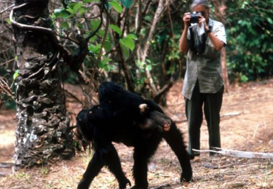 جين غودال (سيدة الشمبانزي): العالمة الرائدة التي غيرت فهمنا للشمبانزي صورة رقم 10