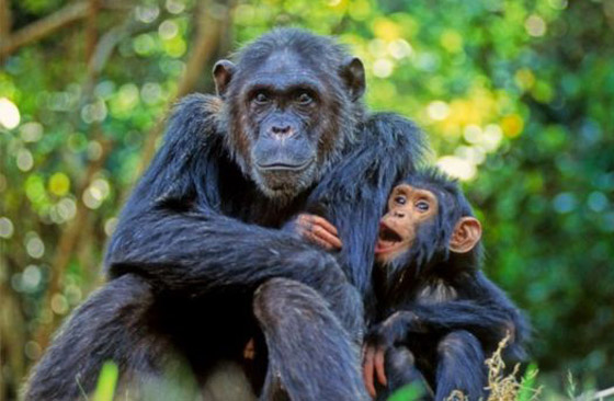 جين غودال (سيدة الشمبانزي): العالمة الرائدة التي غيرت فهمنا للشمبانزي صورة رقم 11