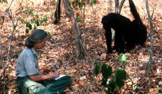 جين غودال (سيدة الشمبانزي): العالمة الرائدة التي غيرت فهمنا للشمبانزي صورة رقم 12