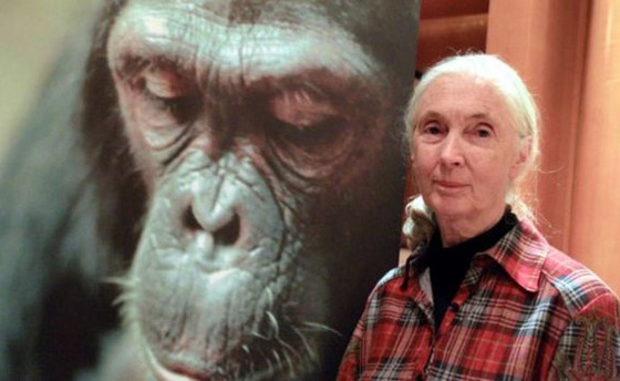 جين غودال (سيدة الشمبانزي): العالمة الرائدة التي غيرت فهمنا للشمبانزي صورة رقم 13