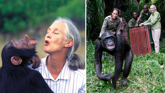 جين غودال (سيدة الشمبانزي): العالمة الرائدة التي غيرت فهمنا للشمبانزي صورة رقم 14