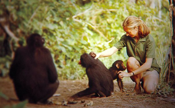 جين غودال (سيدة الشمبانزي): العالمة الرائدة التي غيرت فهمنا للشمبانزي صورة رقم 15