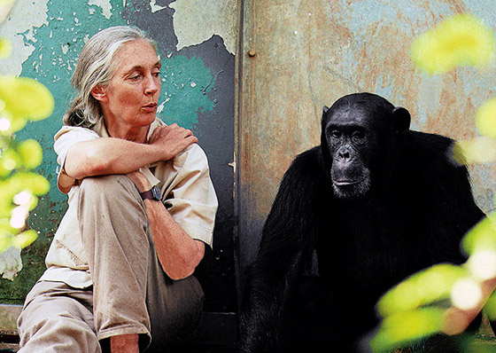 جين غودال (سيدة الشمبانزي): العالمة الرائدة التي غيرت فهمنا للشمبانزي صورة رقم 6