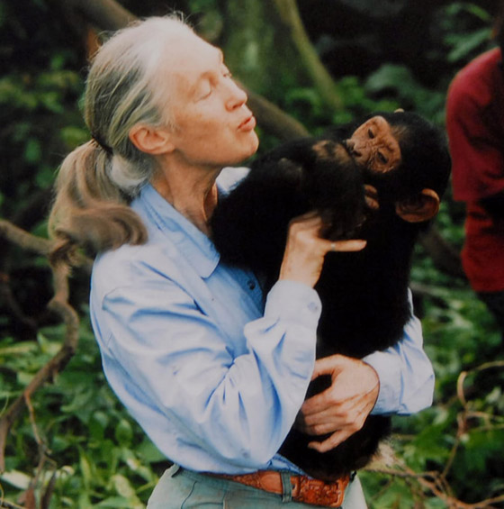 جين غودال (سيدة الشمبانزي): العالمة الرائدة التي غيرت فهمنا للشمبانزي صورة رقم 16