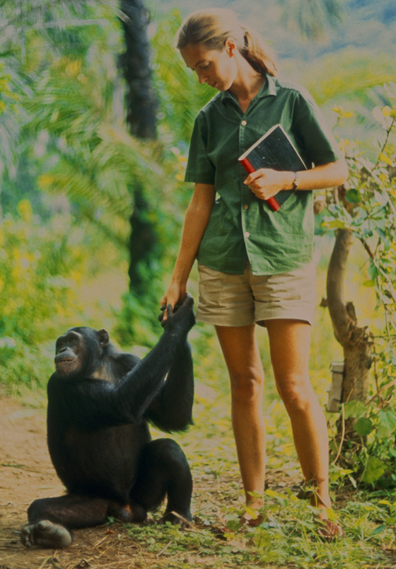 جين غودال (سيدة الشمبانزي): العالمة الرائدة التي غيرت فهمنا للشمبانزي صورة رقم 17