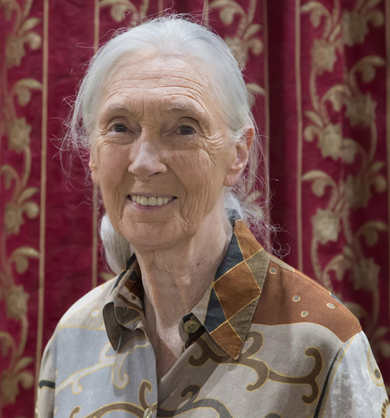 جين غودال (سيدة الشمبانزي): العالمة الرائدة التي غيرت فهمنا للشمبانزي صورة رقم 18