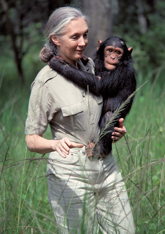 جين غودال (سيدة الشمبانزي): العالمة الرائدة التي غيرت فهمنا للشمبانزي صورة رقم 1