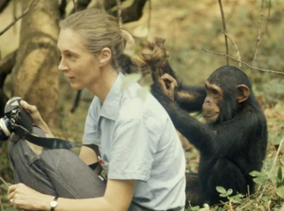 جين غودال (سيدة الشمبانزي): العالمة الرائدة التي غيرت فهمنا للشمبانزي صورة رقم 19