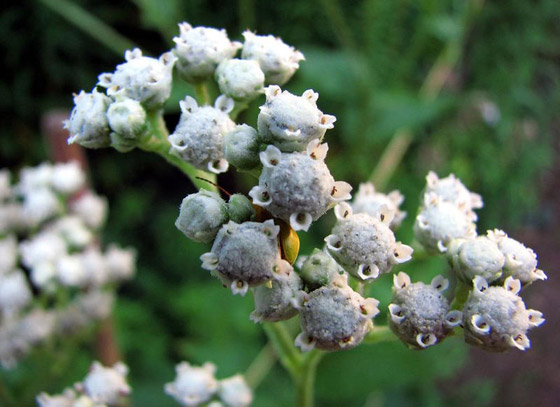 بالصور: تعرفوا إلى أشهر اكتشافات واختراعات علمية اكتُشفت بالصدفة صورة رقم 2