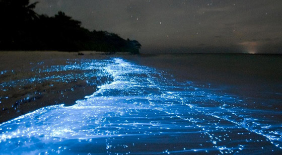 صور: أشهر وأجمل الشواطئ المتوهجة.. تتوهج في الظلام بشكل سحري! صورة رقم 1