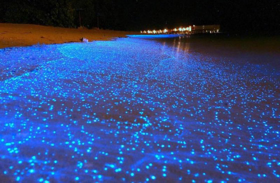 صور: أشهر وأجمل الشواطئ المتوهجة.. تتوهج في الظلام بشكل سحري! صورة رقم 2