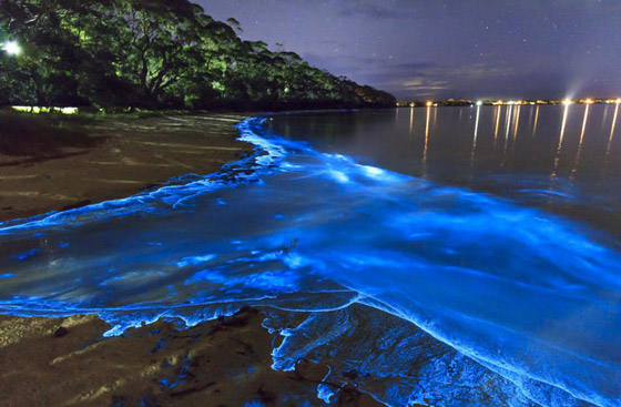 صور: أشهر وأجمل الشواطئ المتوهجة.. تتوهج في الظلام بشكل سحري! صورة رقم 3