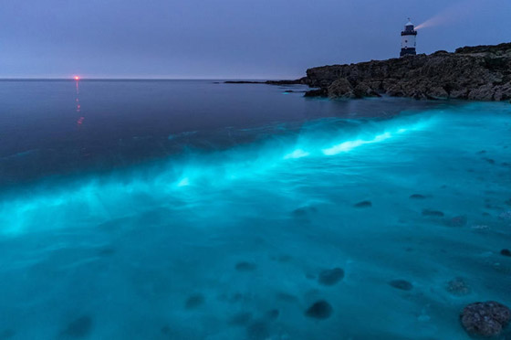 صور: أشهر وأجمل الشواطئ المتوهجة.. تتوهج في الظلام بشكل سحري! صورة رقم 4